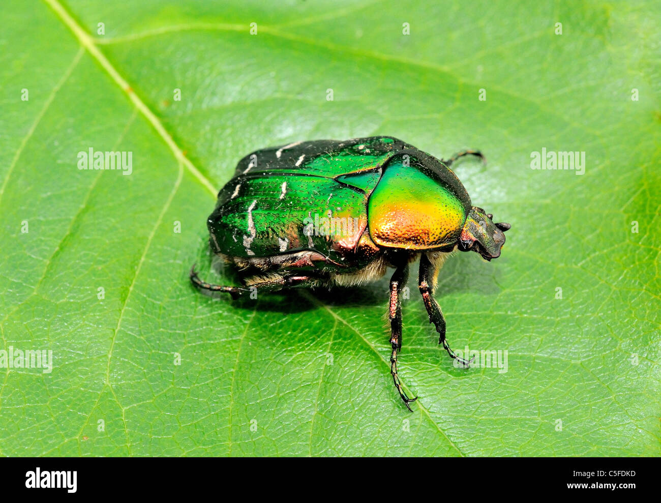 Close up of Rose Chafer beetle on green laef Stock Photo