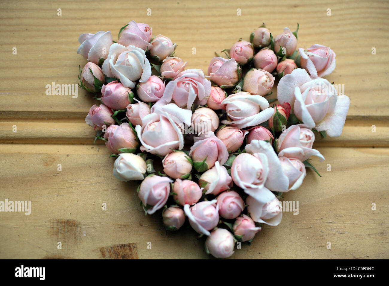 Pale pink rosebud hires stock photography and images Alamy