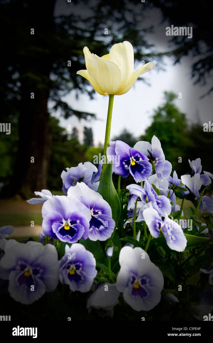 A pale yellow tulip stands proud of a mass of pansies Stock Photo