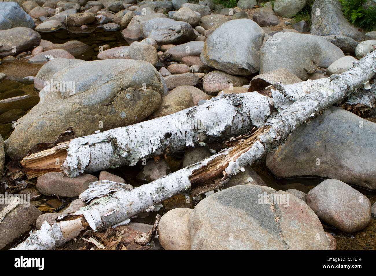 Beechwood logs in a dry rocky riverbed. Stock Photo