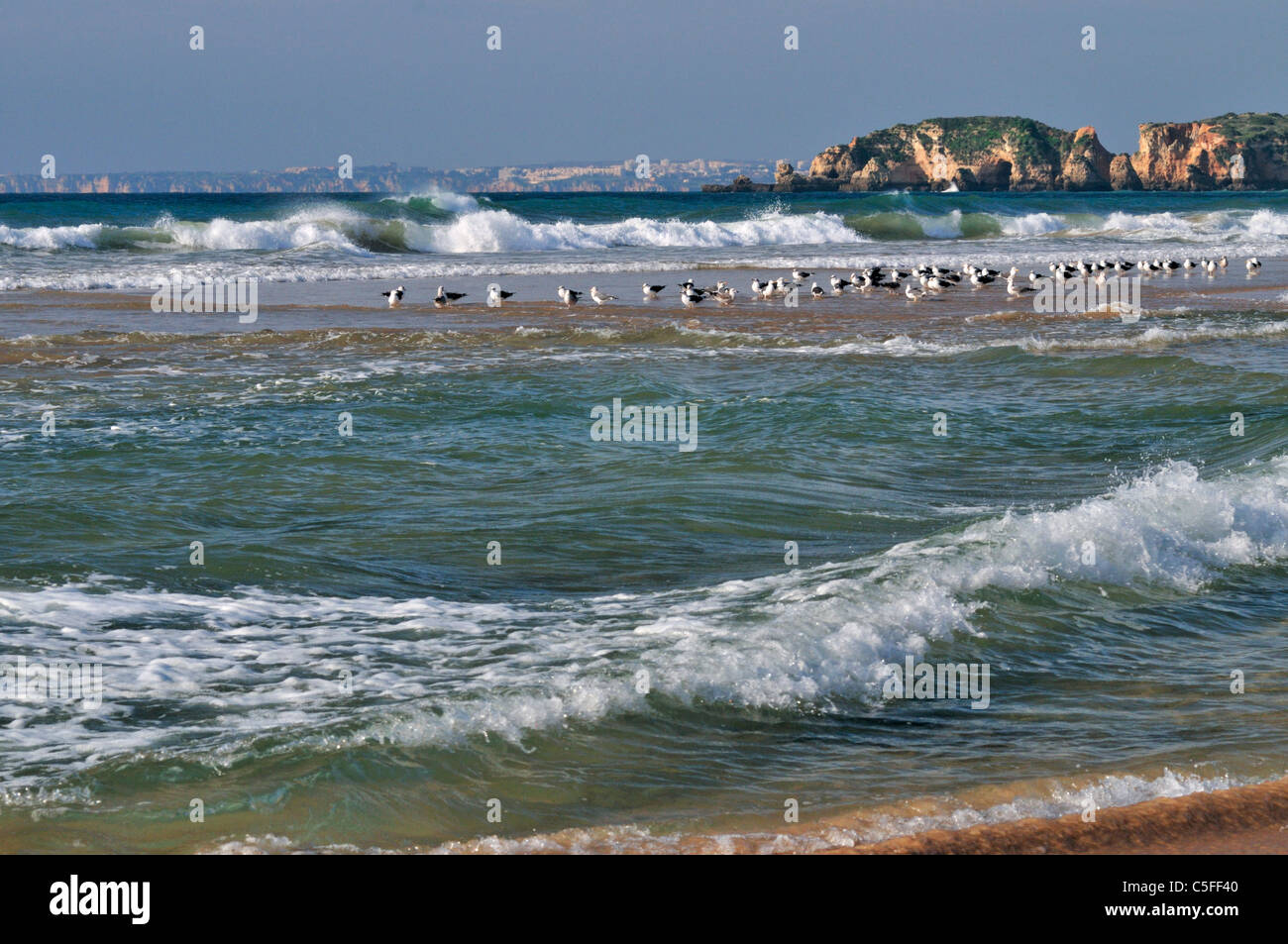 Portugal, Algarve: Seagulls at the beach Praia do Vau in Portimao Stock Photo