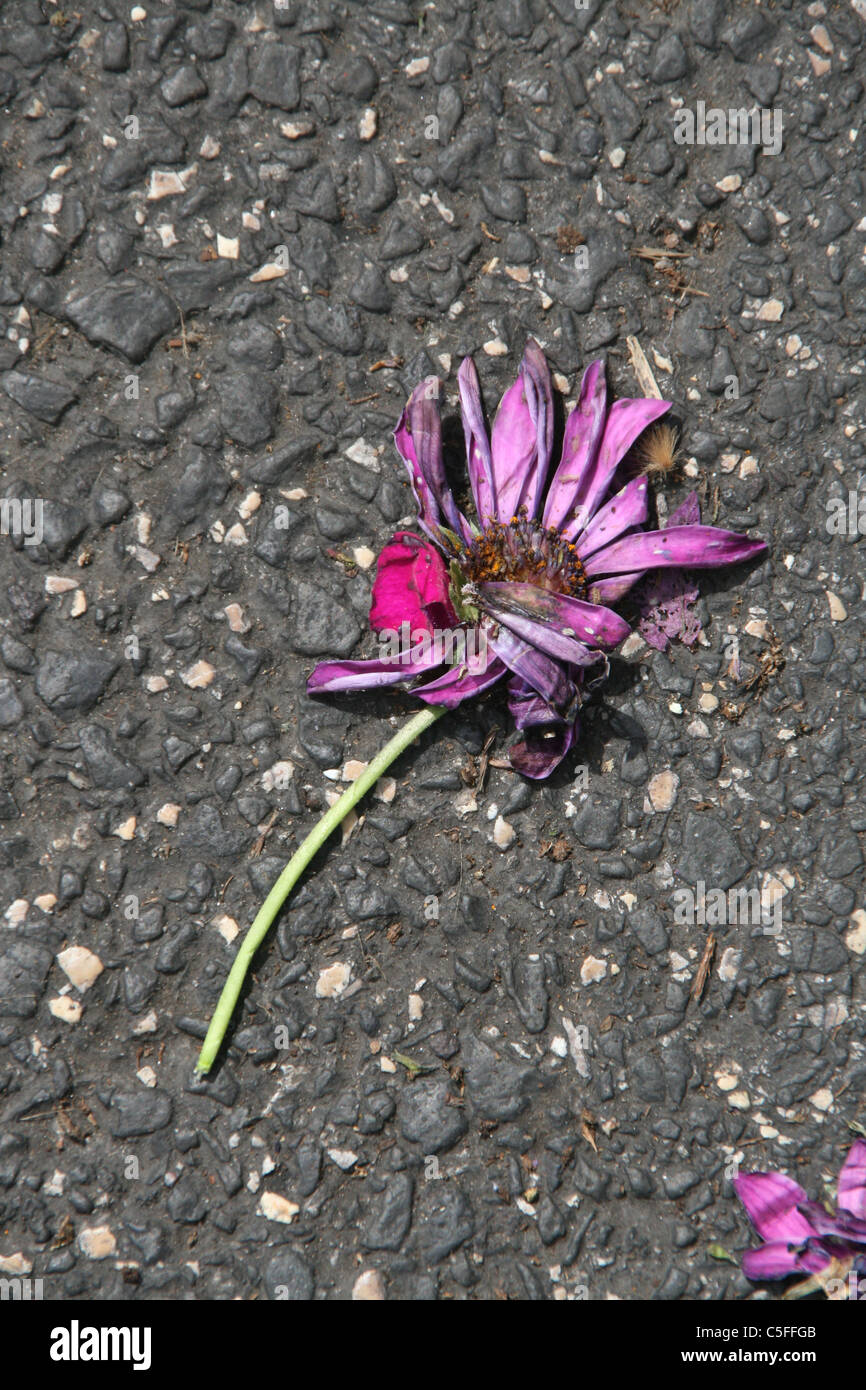 Dry dead flowers on floor hi-res stock photography and images - Alamy