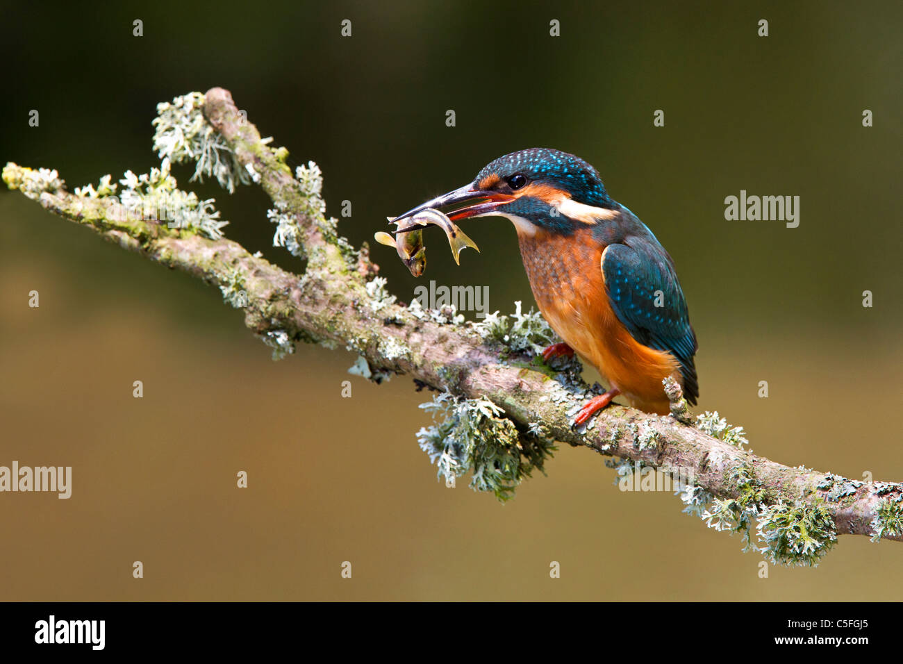Kingfisher on branch with minnow Stock Photo