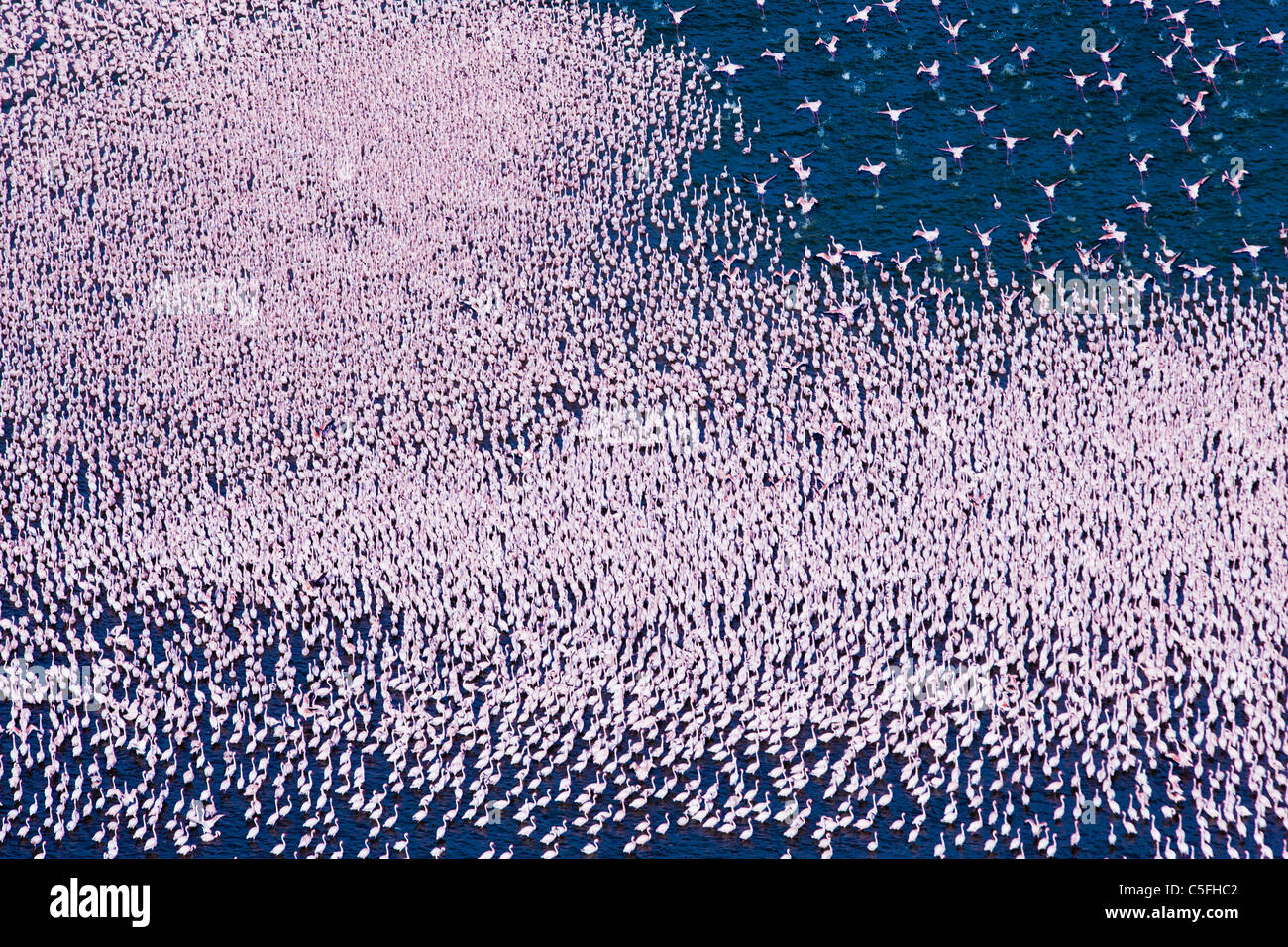 Aerial view of Lesser Flamingo (Phoenicopterus minor ) flying over Lake Bogoria that lies in a volcanic region Stock Photo