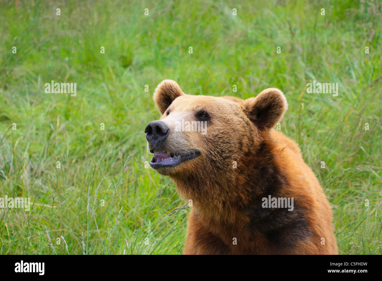 Grizzly smile Stock Photo