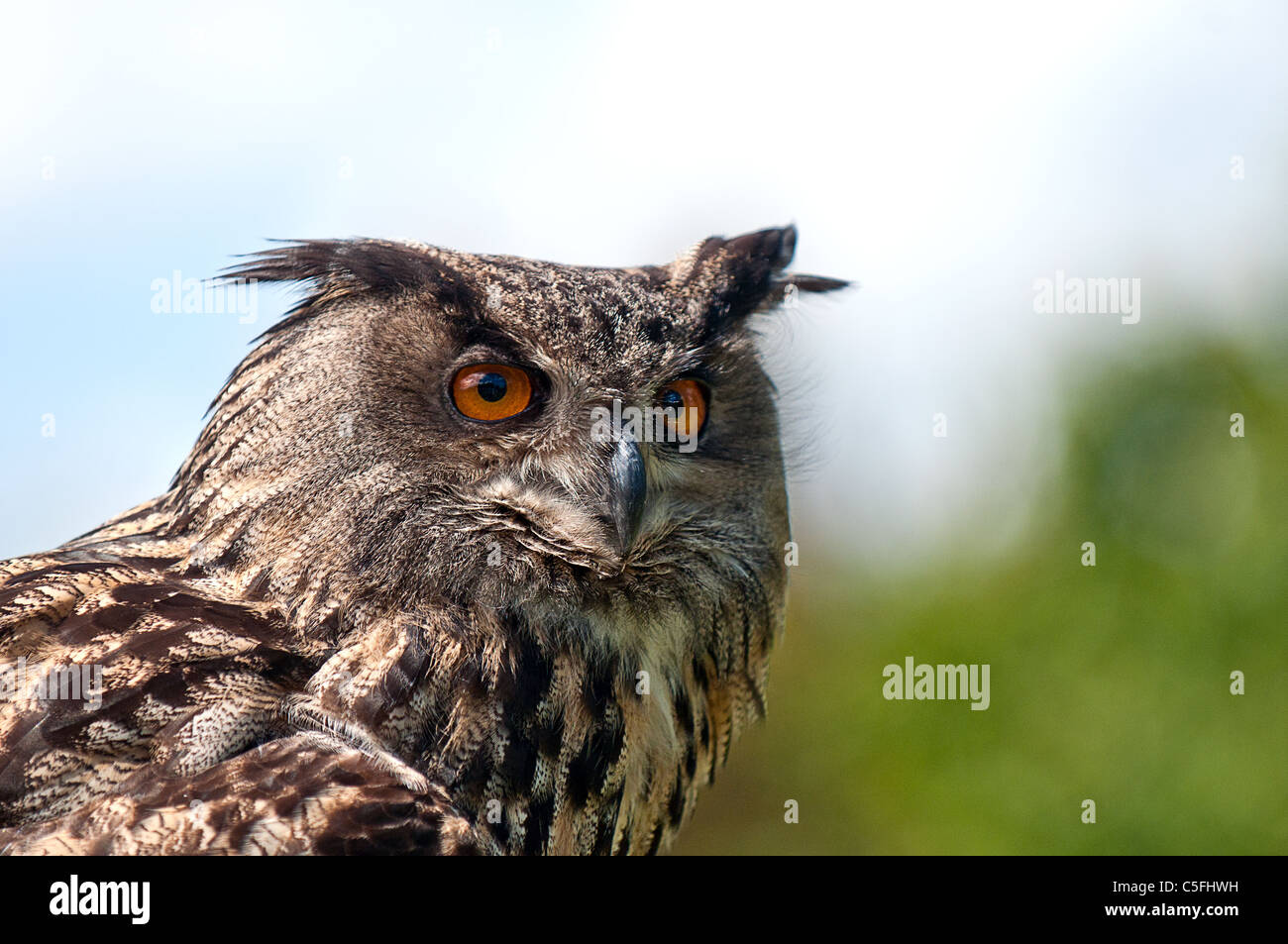 Eurasian Eagle-Owl. Stock Photo