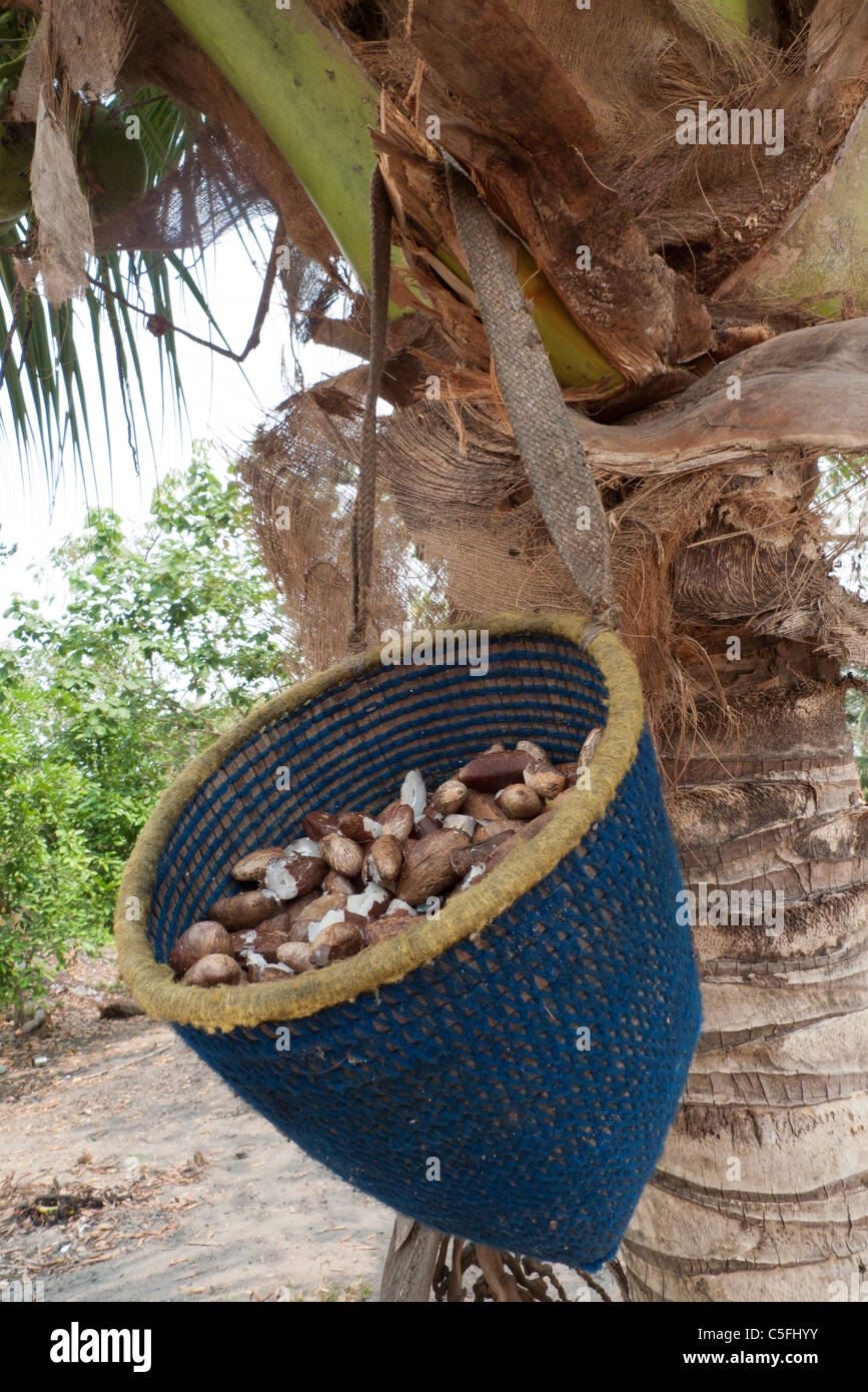 Aldeia Baú, Para State, Brazil. Babassu nuts in a basket. Stock Photo