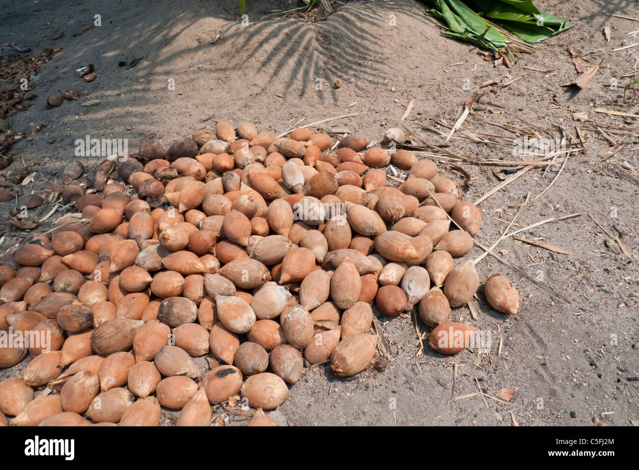 Aldeia Baú, Para State, Brazil. Babassu nuts drying in the sun. Stock Photo