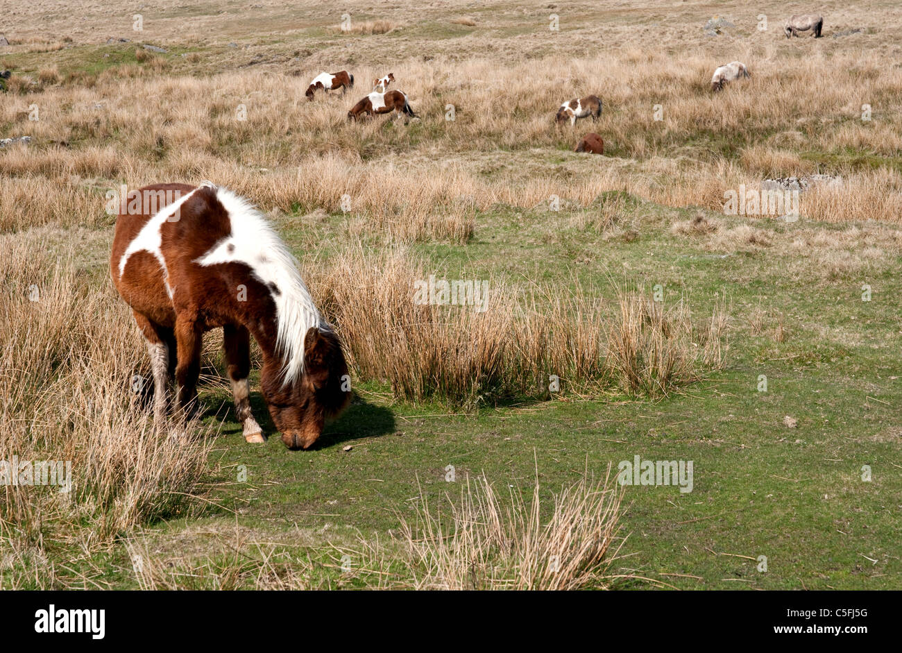 A landscape long shot of a small Dartmoor pony grazing in the foreground with a herd in the background Stock Photo
