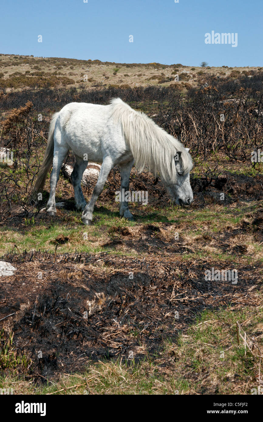 A portrait long shot of a white Dartmoor pony grazing amongst burnt