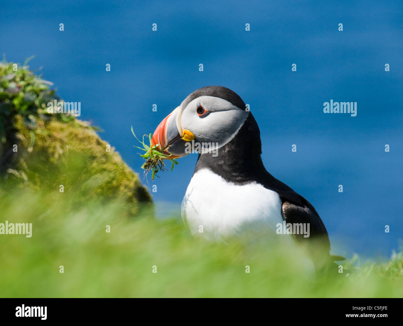 Puffin, Fratercula arctica, with grass for nest. UK Stock Photo