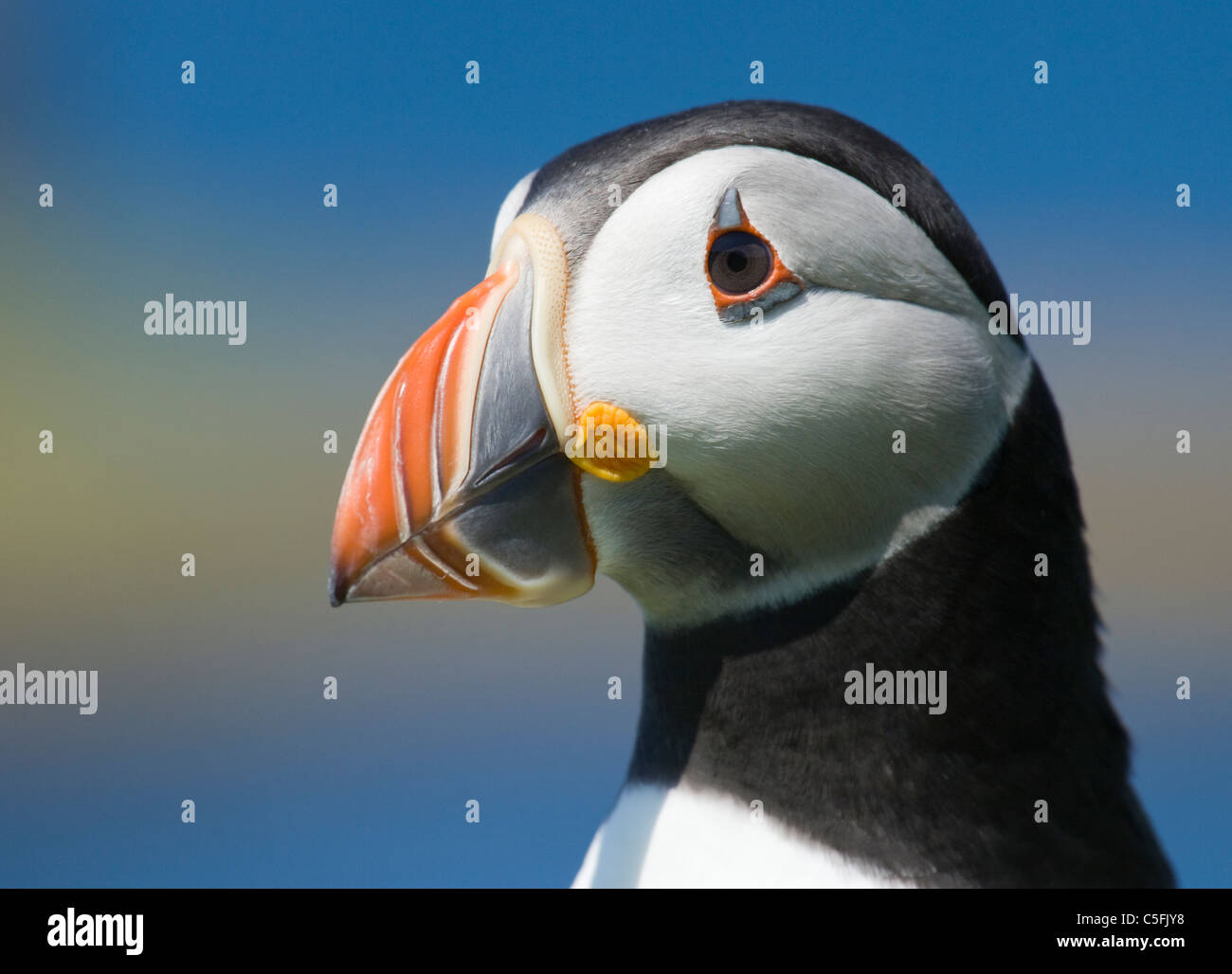 Puffin, Fratercula arctica. UK Stock Photo