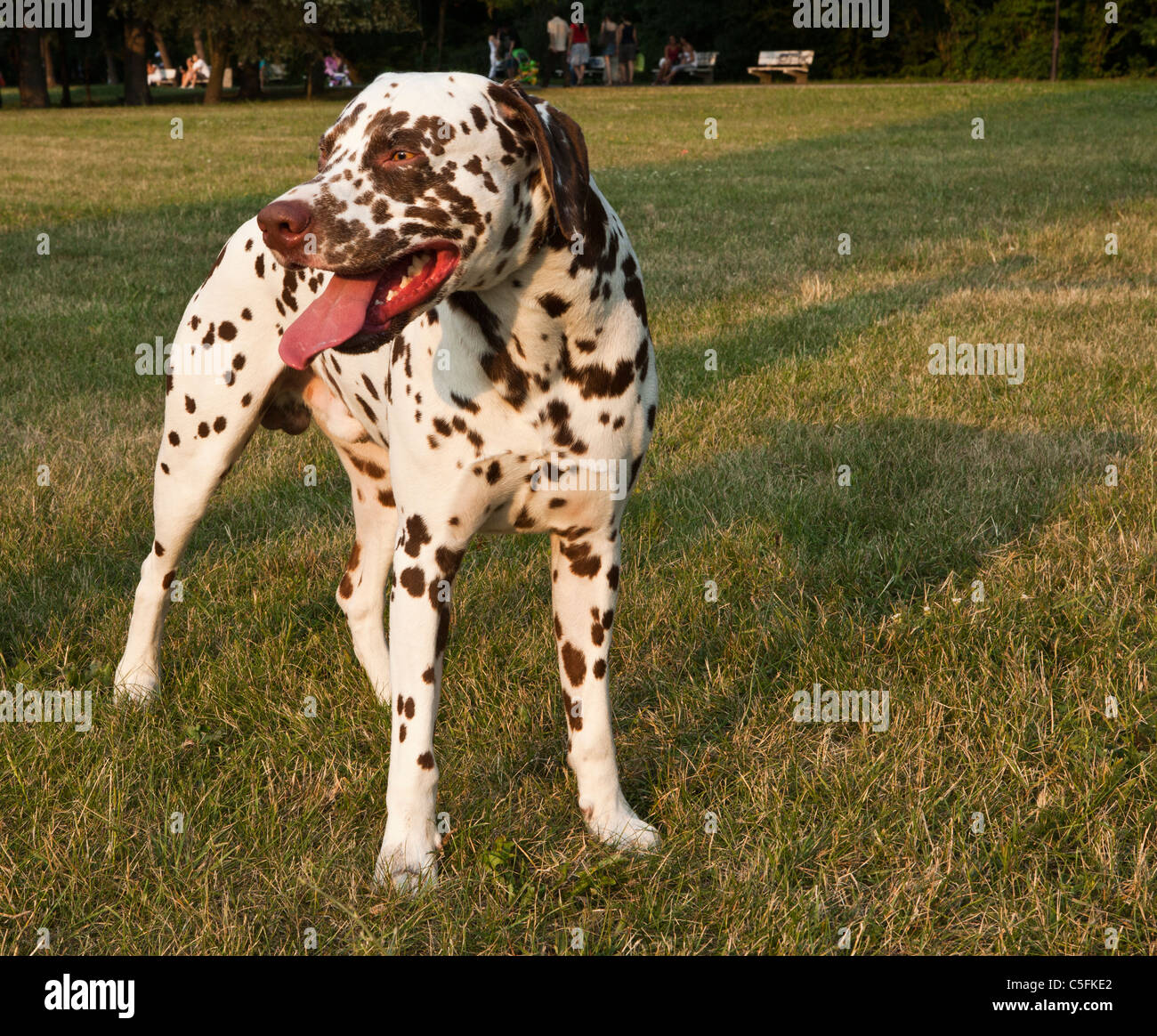 when do male dogs mature Old mom nudist