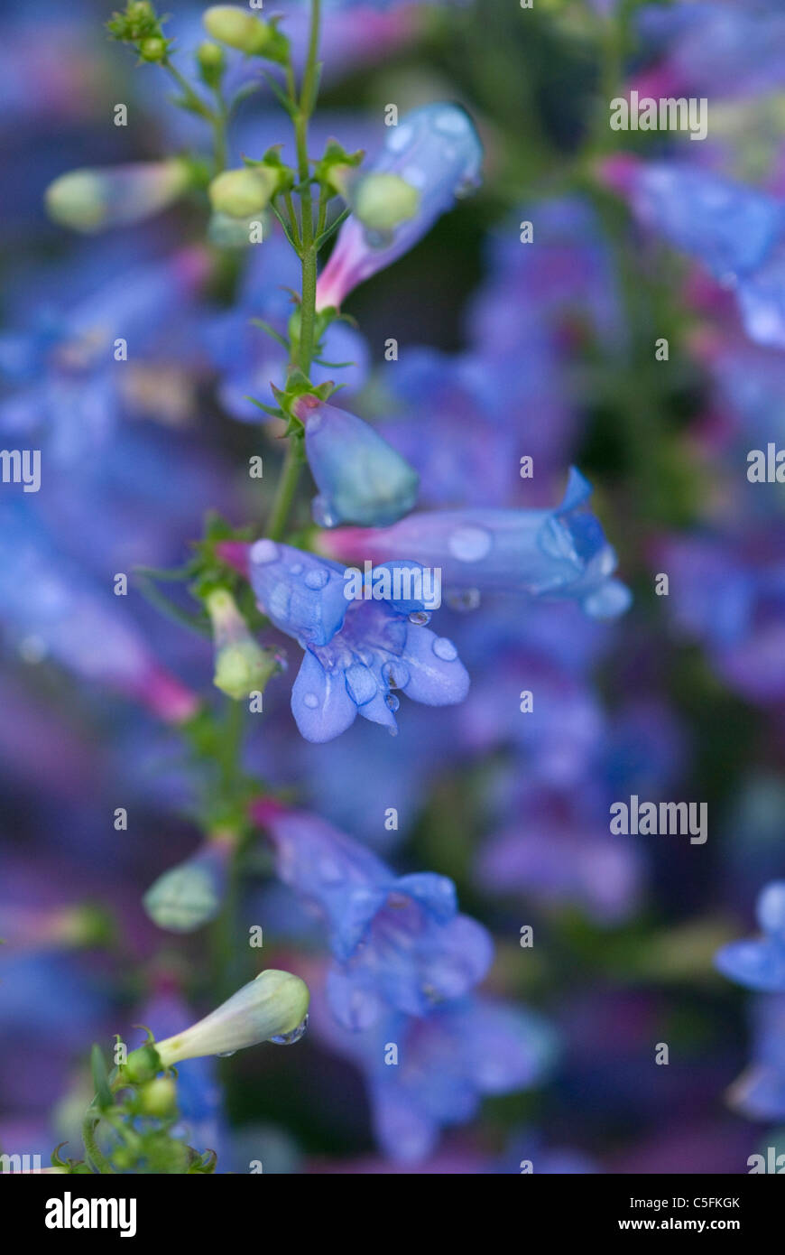 Blue springs hi-res stock photography and images - Alamy