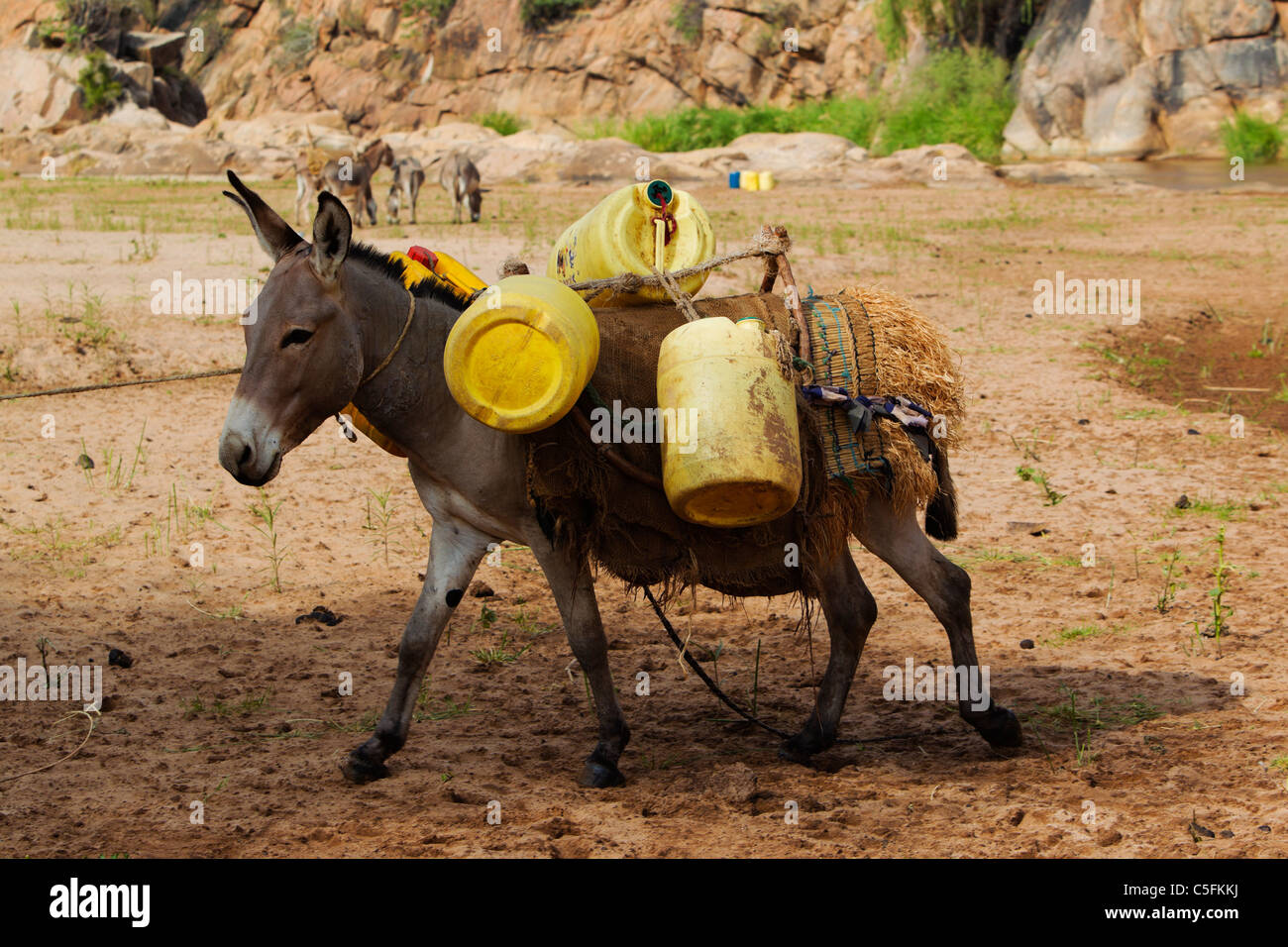 Donkey with water drums on the banks of the Uaso Nyiro River in Kenya Stock Photo