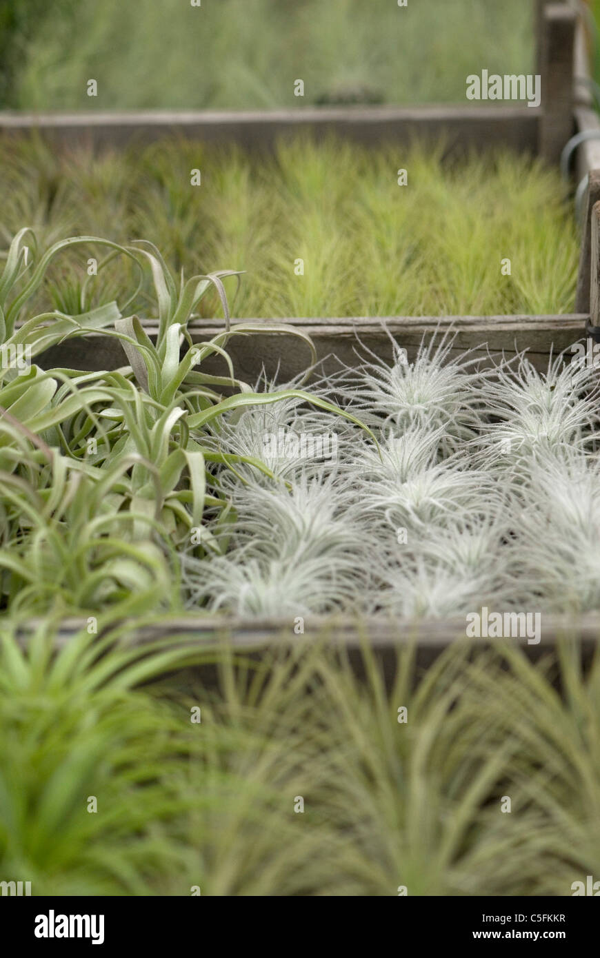 Epiphyte plants hi-res stock photography and images - Alamy