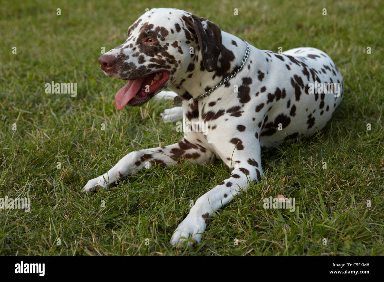 when do male dogs mature When do male dogs mature