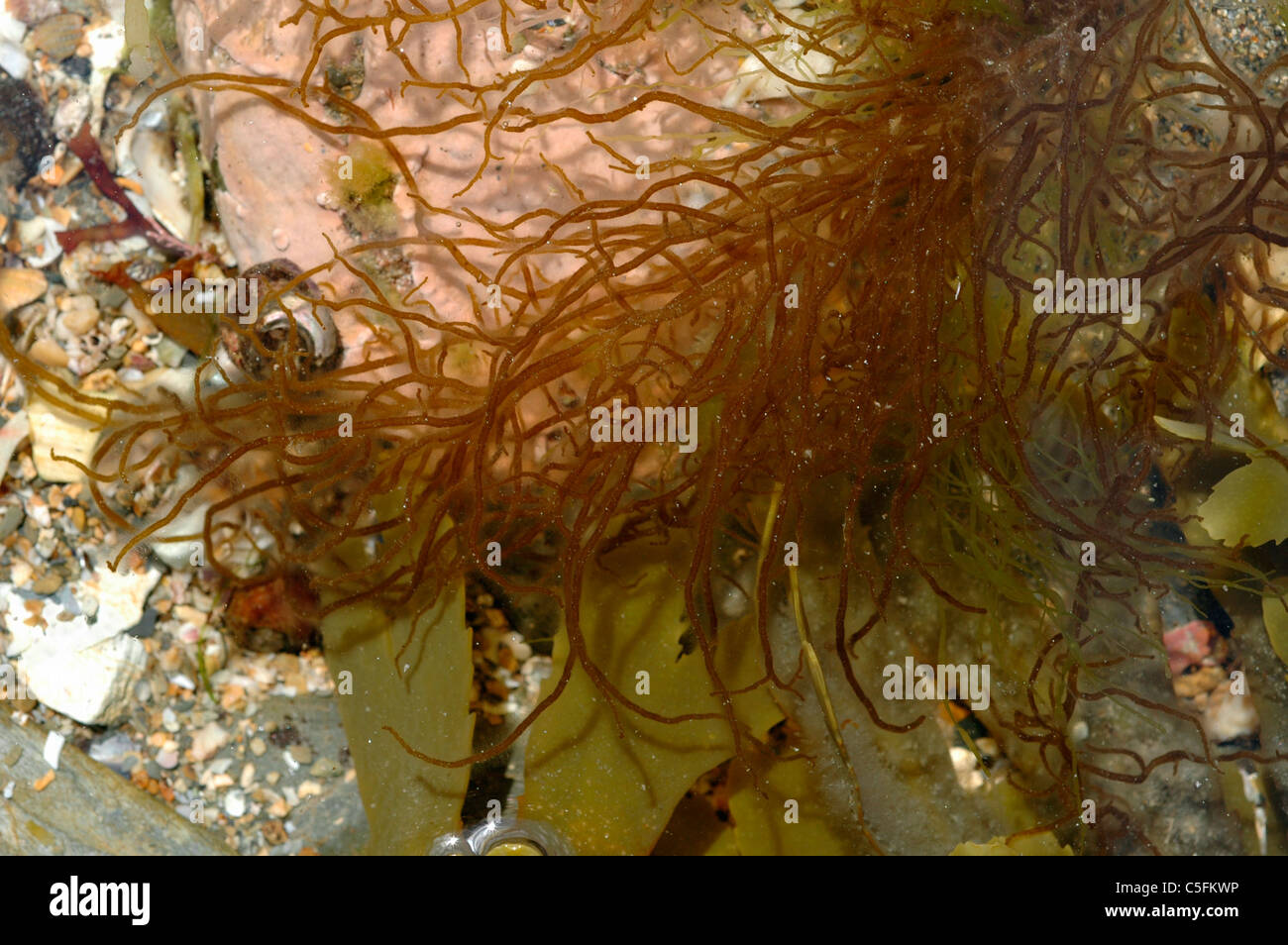 A brown seaweed (Eudesme virescens) in a rockpool, UK Stock Photo