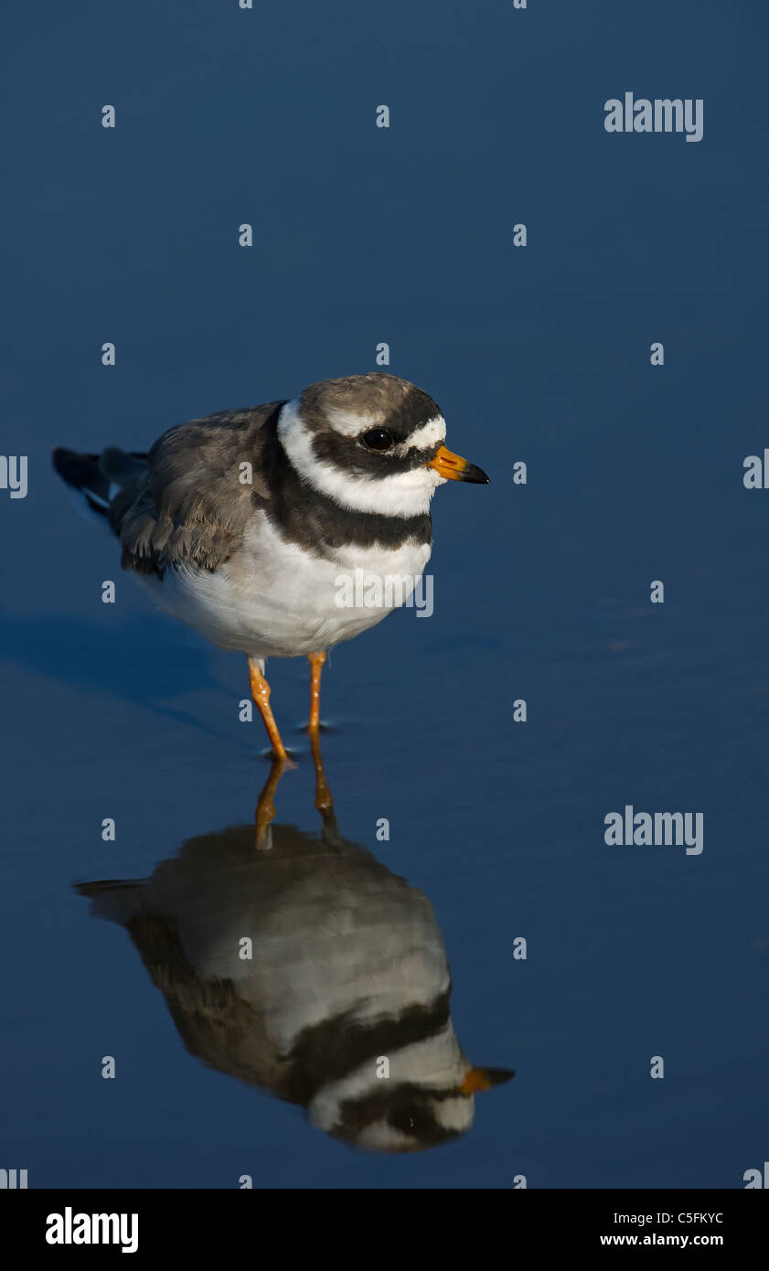Ringed Plover reflected in blue water Stock Photo