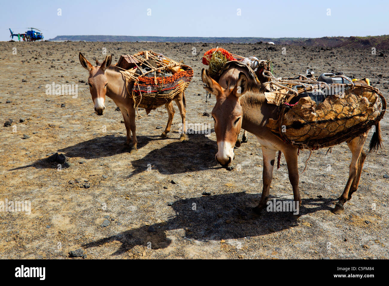 Donkeys at the Koroli springs in the Chalbi desert north of Kenya near the border with Ethiopia. Kenya Stock Photo