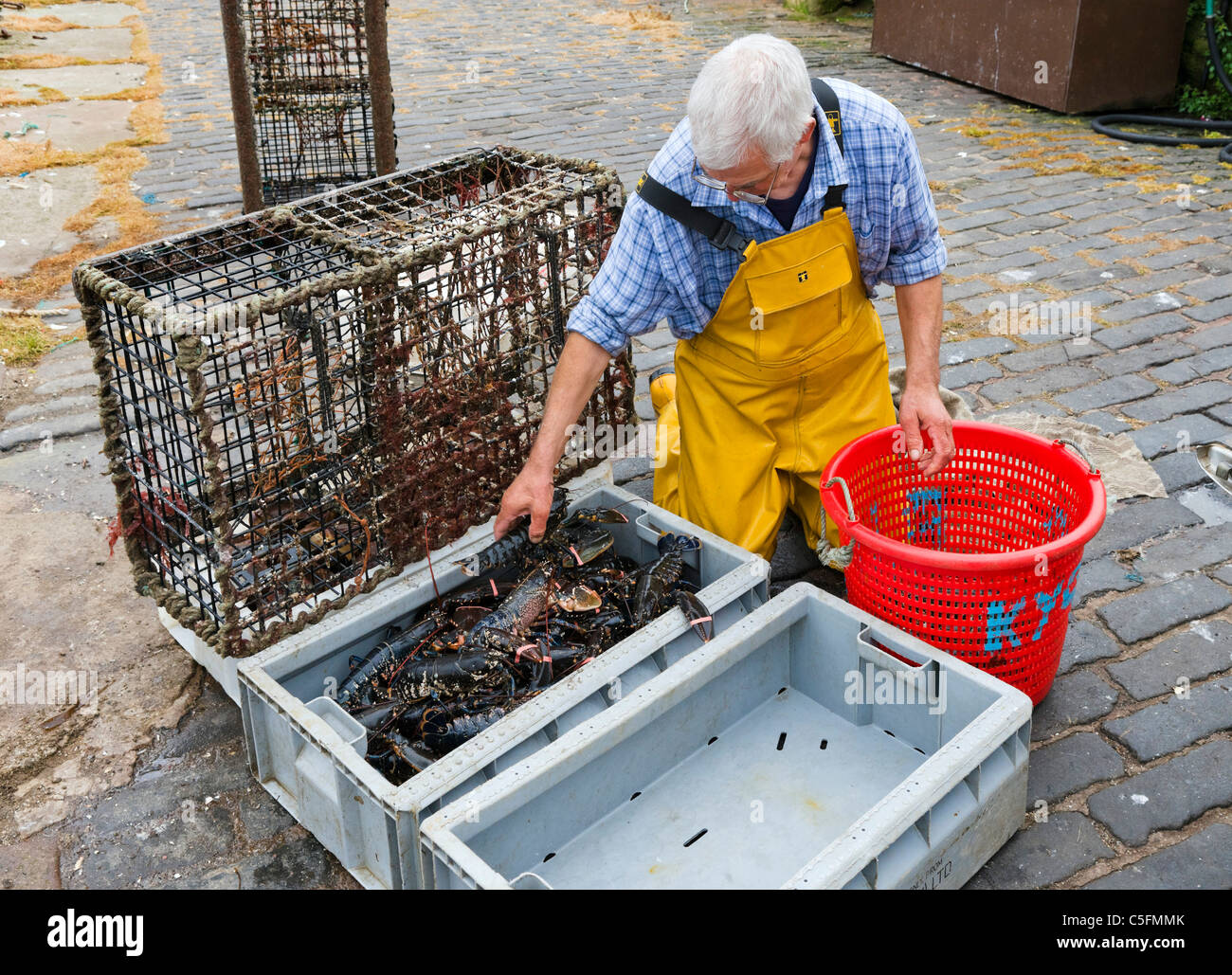 Fisherman removing fresh lobster from pots on the quayside in the fishing village of Crail, East Neuk, Fife, Scotland, UK Stock Photo