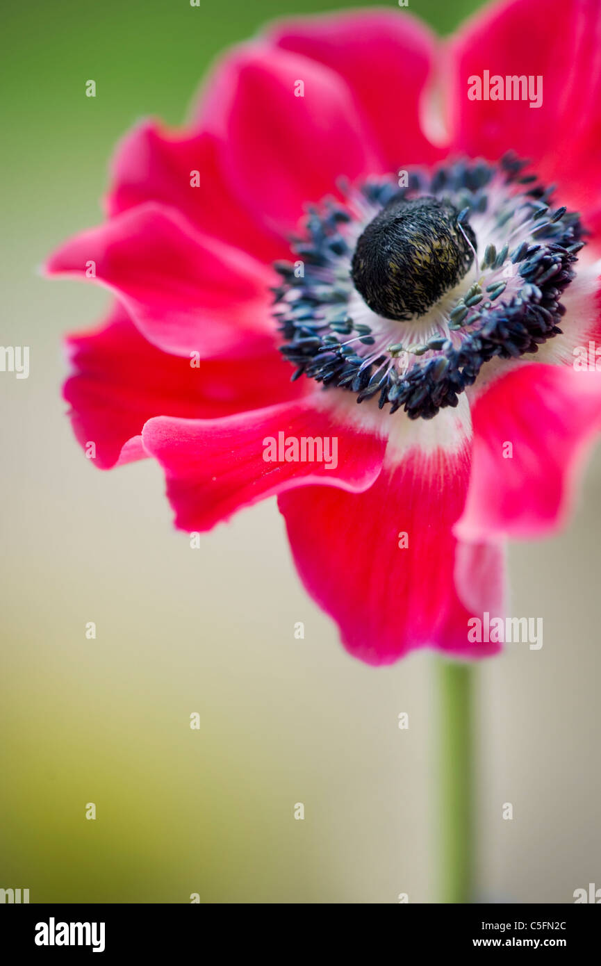 Anemone De Caen flower windflower Stock Photo Alamy