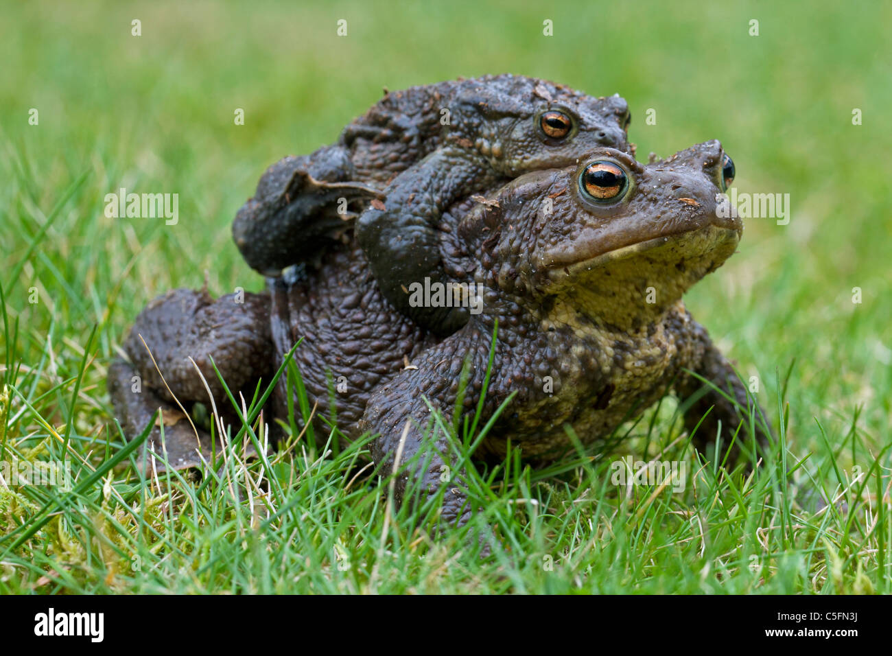 Common Toad / European Toad (Bufo bufo) pair migrating in amplexus to breeding pond in spring, Germany Stock Photo