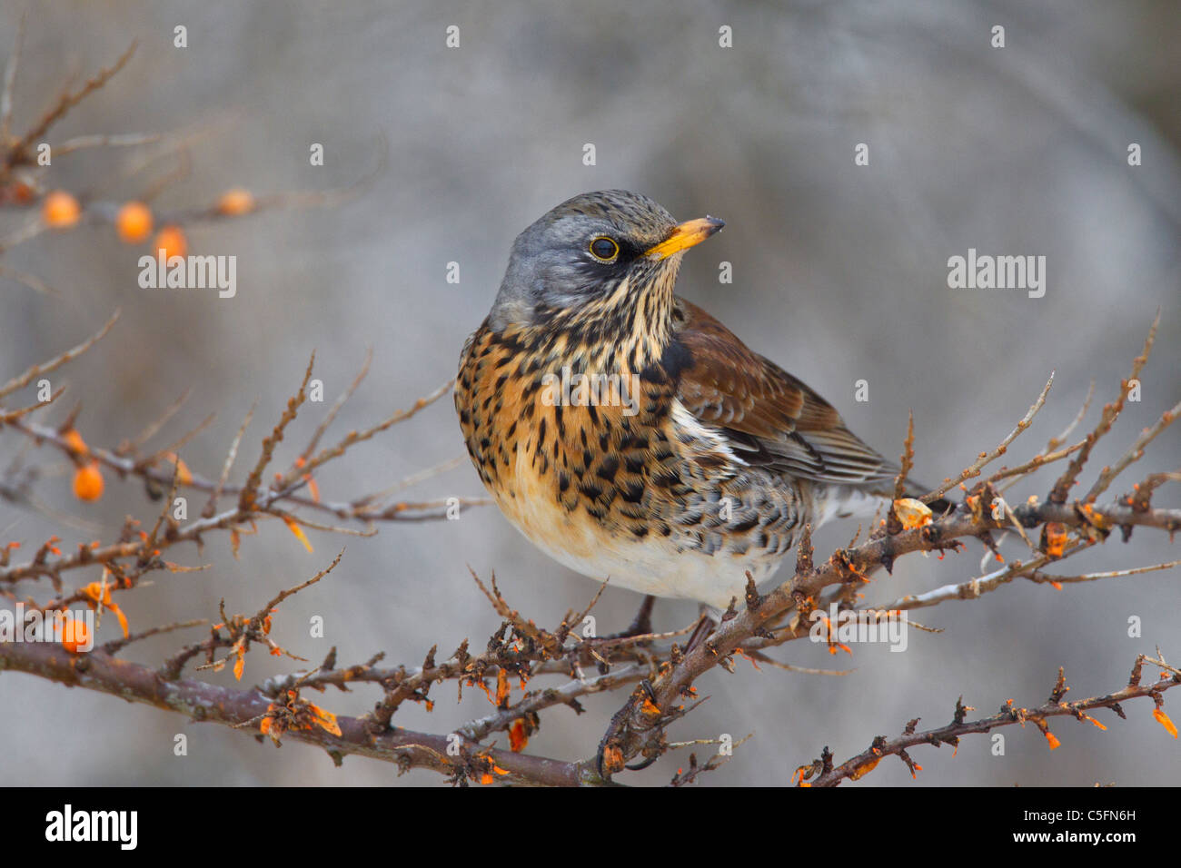 Fieldfare (Turdus pilaris) feeding on Sea buckthorn (Hippophae rhamnoides) in winter, Germany Stock Photo