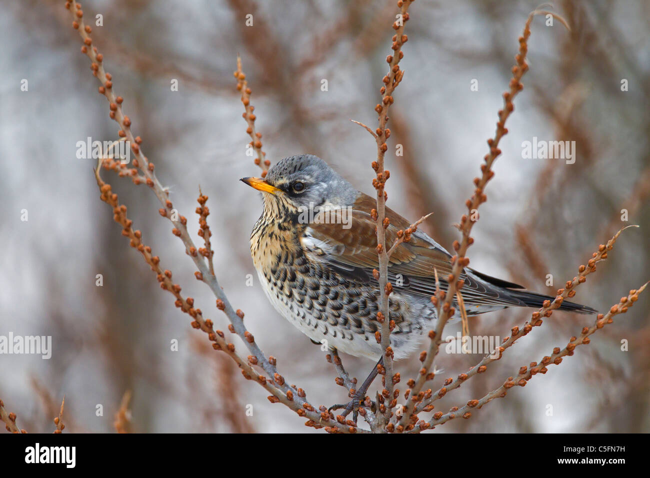 Fieldfare (Turdus pilaris) perched in bush in winter, Germany Stock Photo