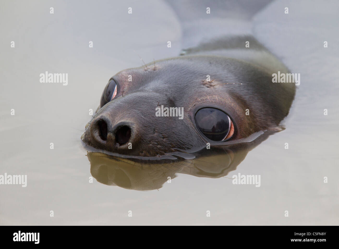 Hooded seal (Cystophora cristata), young female swimming and taking a breath, Germany Stock Photo