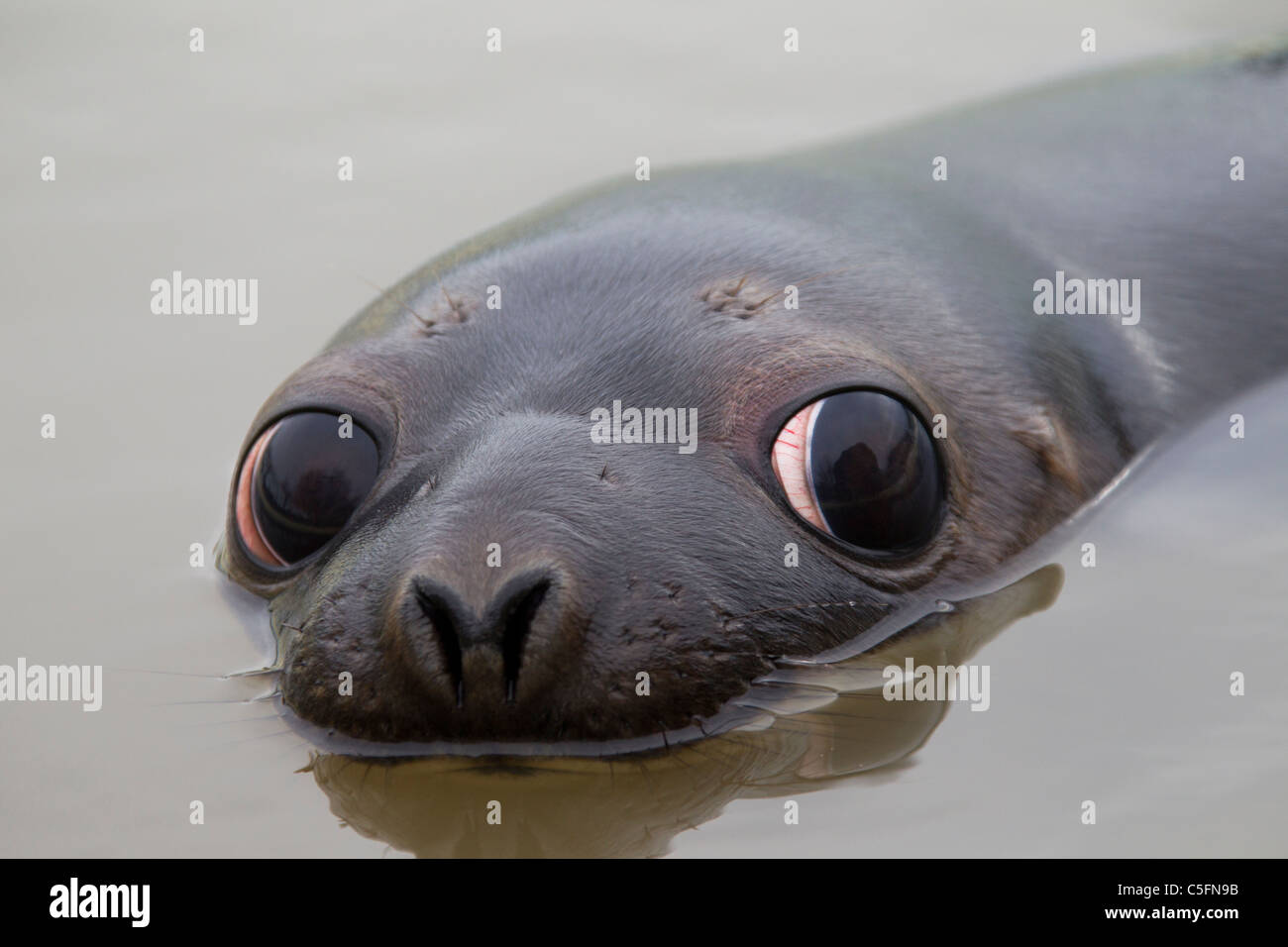 Hooded seal (Cystophora cristata), young female swimming and taking a breath, Germany Stock Photo