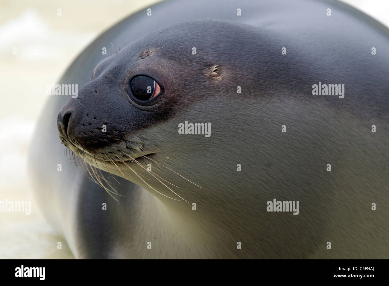 Hooded seal (Cystophora cristata), young female close-up, Germany Stock Photo