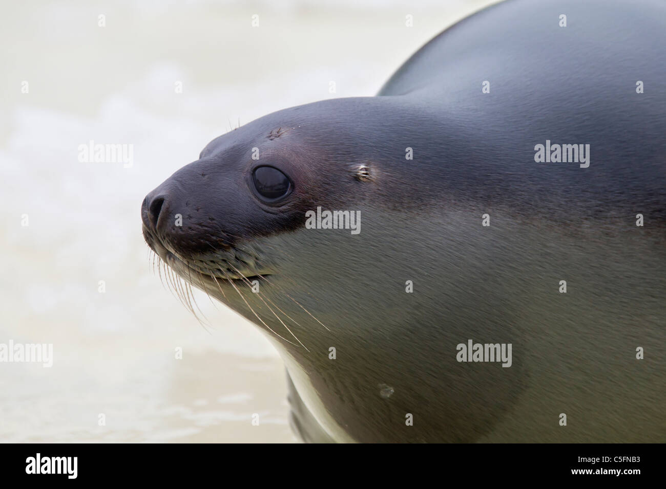 Hooded seal (Cystophora cristata), young female close-up, Germany Stock Photo