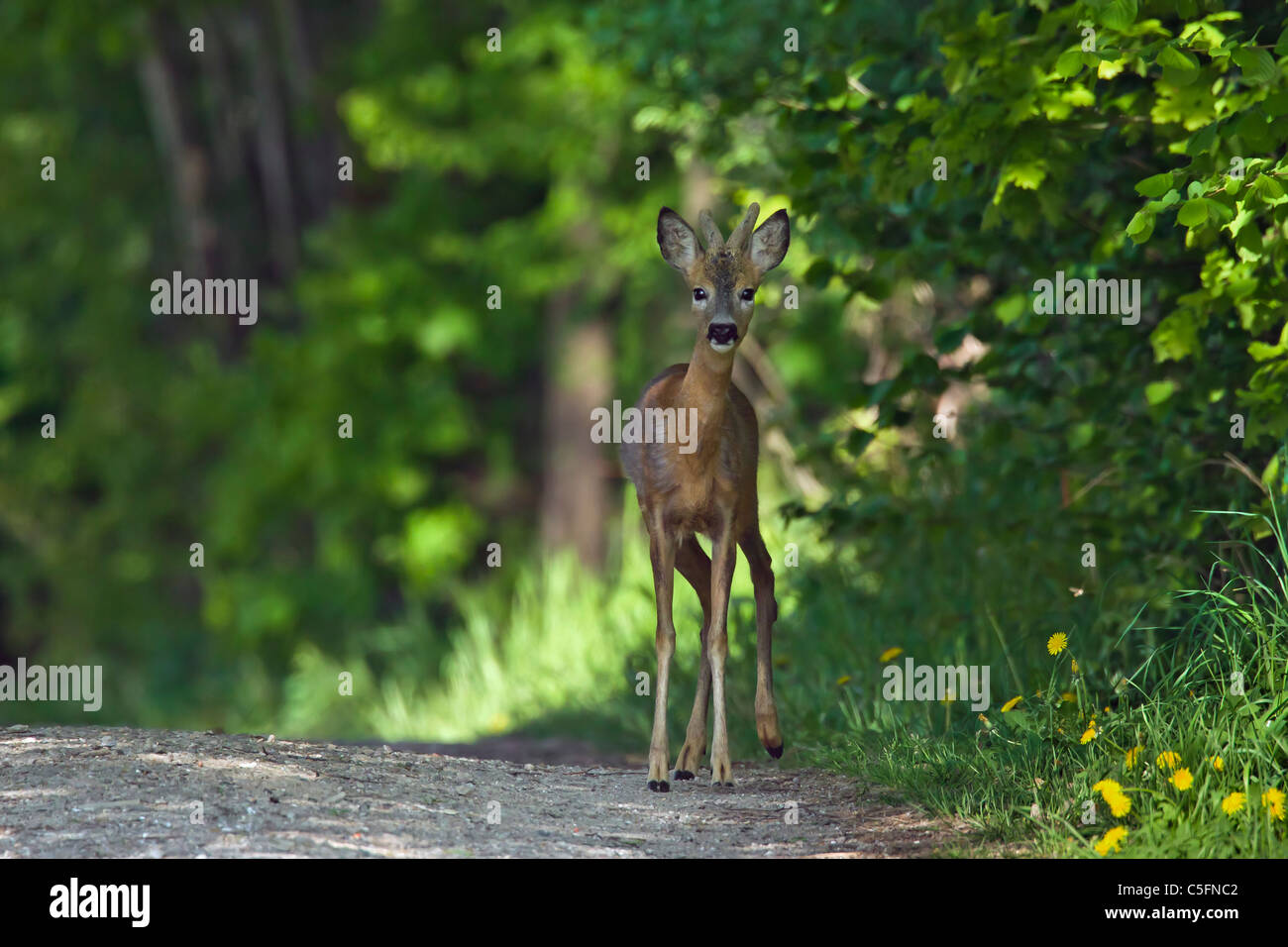 Roe deer (Capreolus capreolus), young buck with antlers covered in velvet on path in forest in spring, Germany Stock Photo