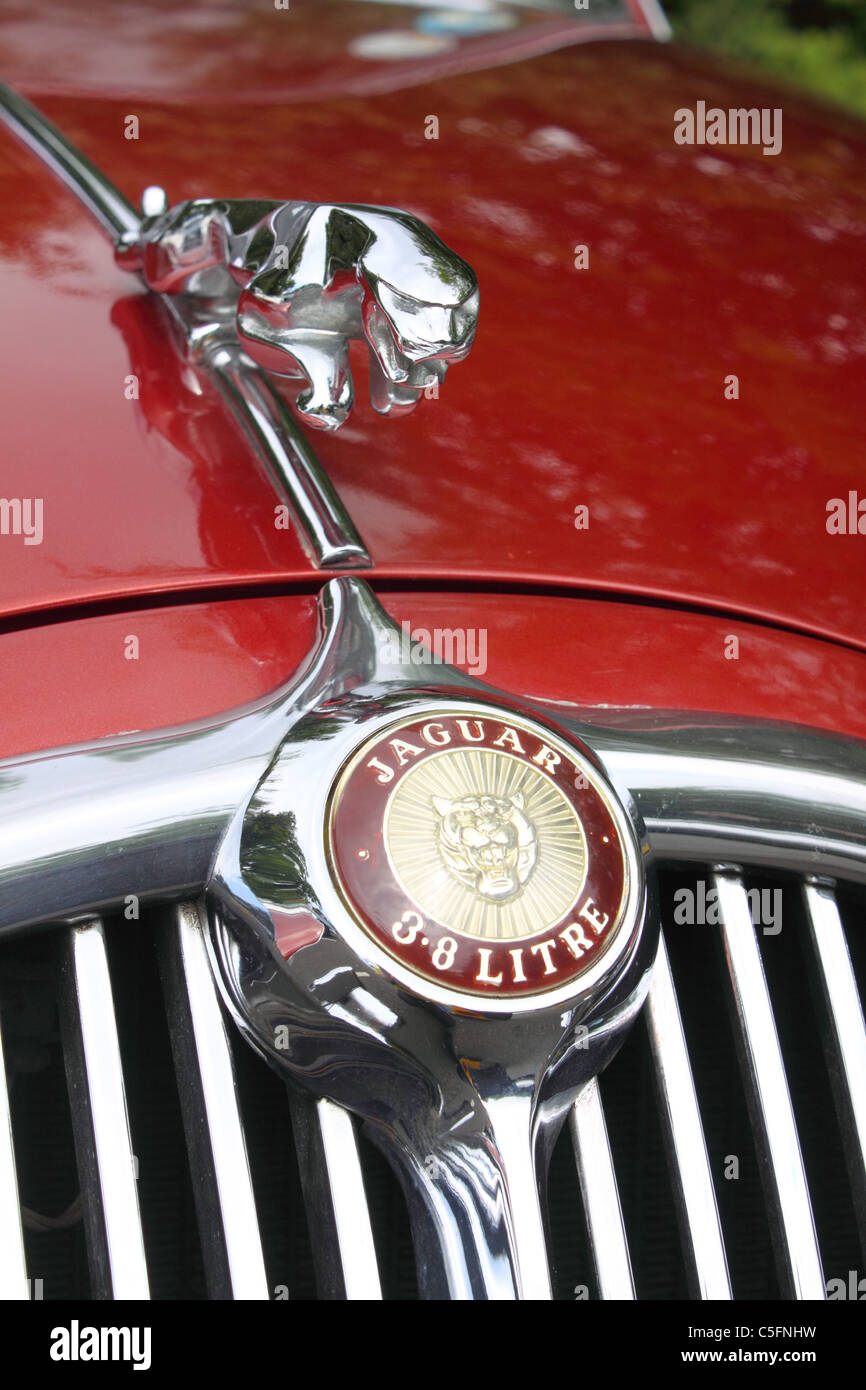 Jaguar mascot hi-res stock photography and images - Alamy