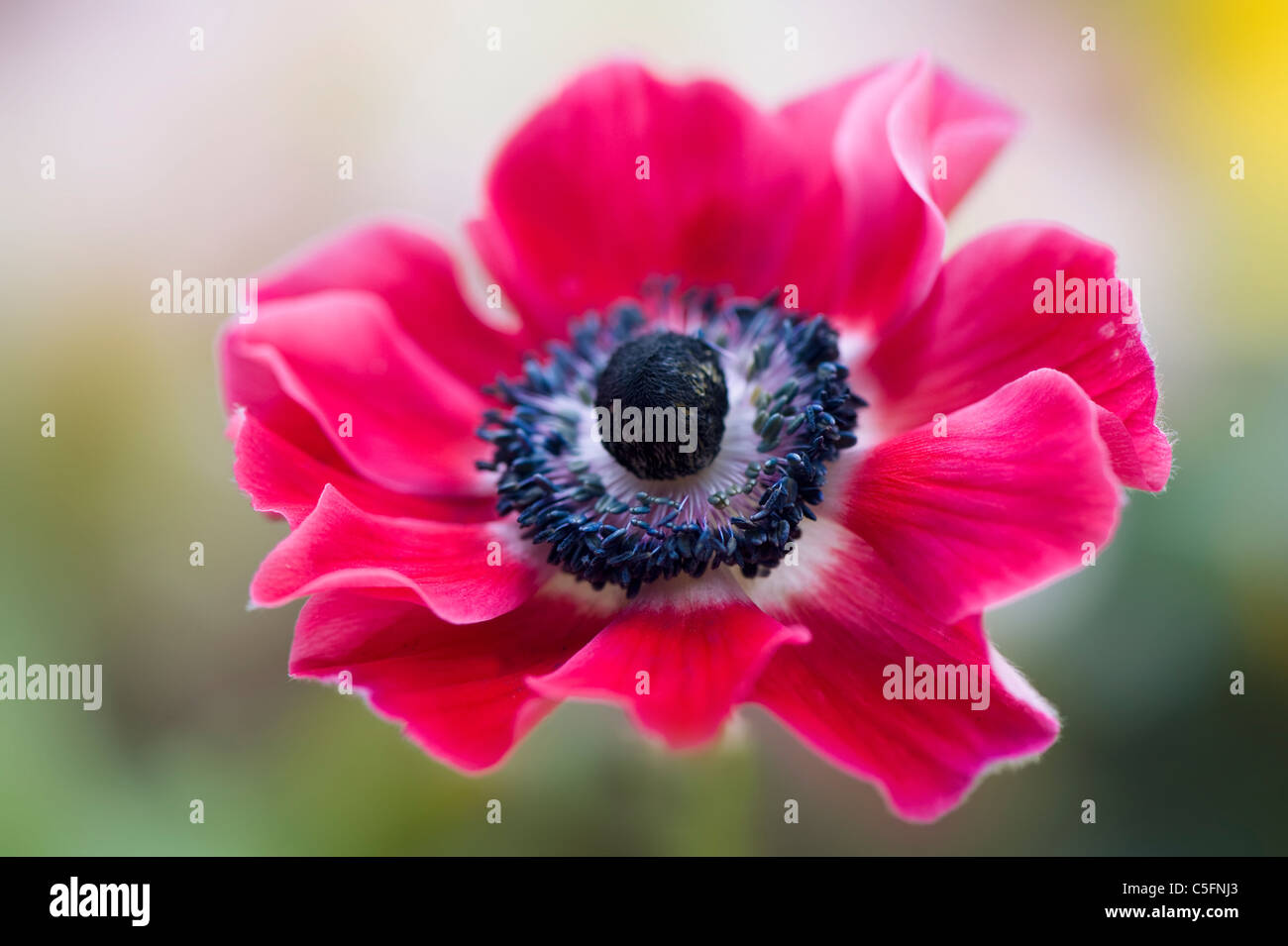 Anemone De Caen flower windflower Stock Photo Alamy