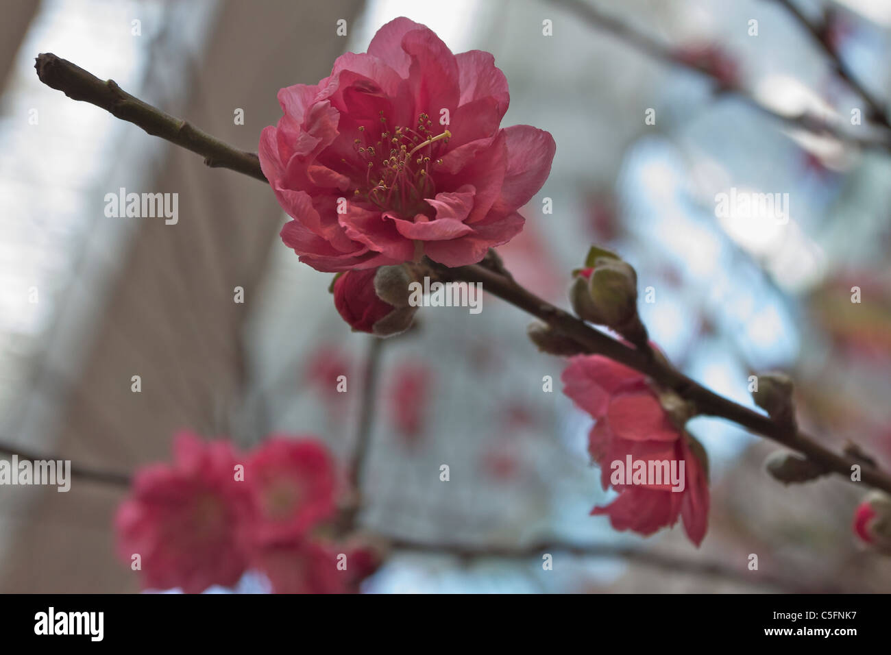 Peach blossom at Chinese New Year Stock Photo