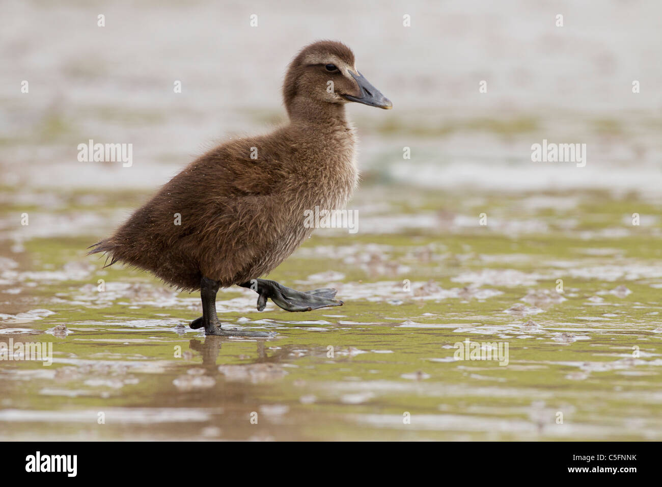 common eider (Somateria mollissima) duckling walking on wet mud, Seahouses, Northumberland, England, UK, Europe Stock Photo