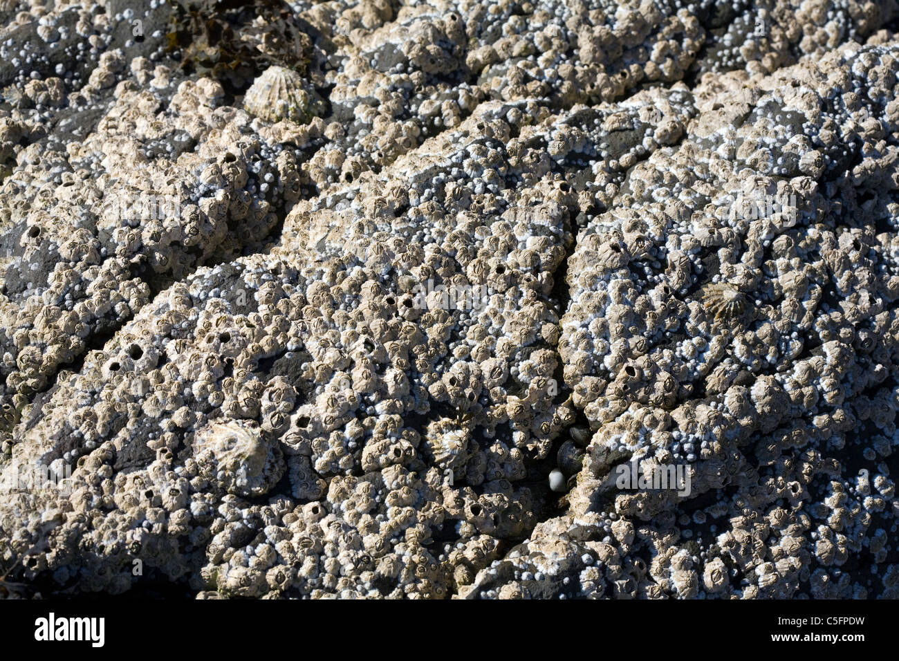 Common Limpets and Acorn Barnacles Rubha Ardnish Beach Breakish Broadford Isle of Skye Scotland Stock Photo
