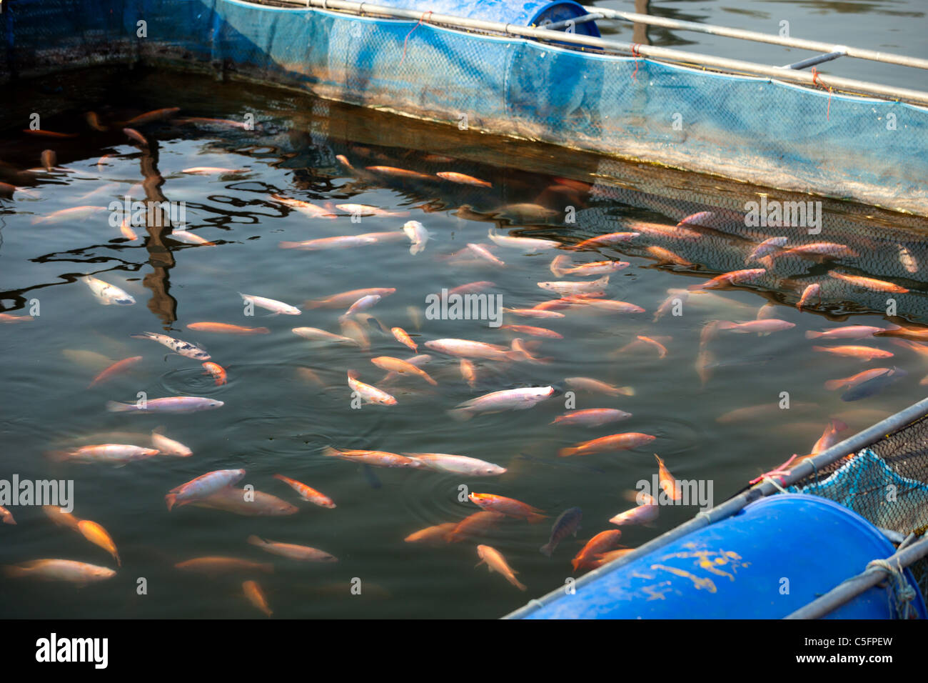 tropical  fish farm in lake fresh water, thailand Stock Photo