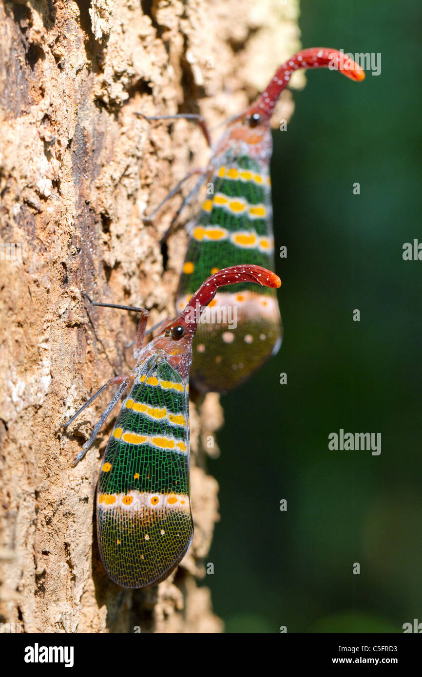 colorful lanternfly fulgora candelaria standing on tree trunk, thailand Stock Photo
