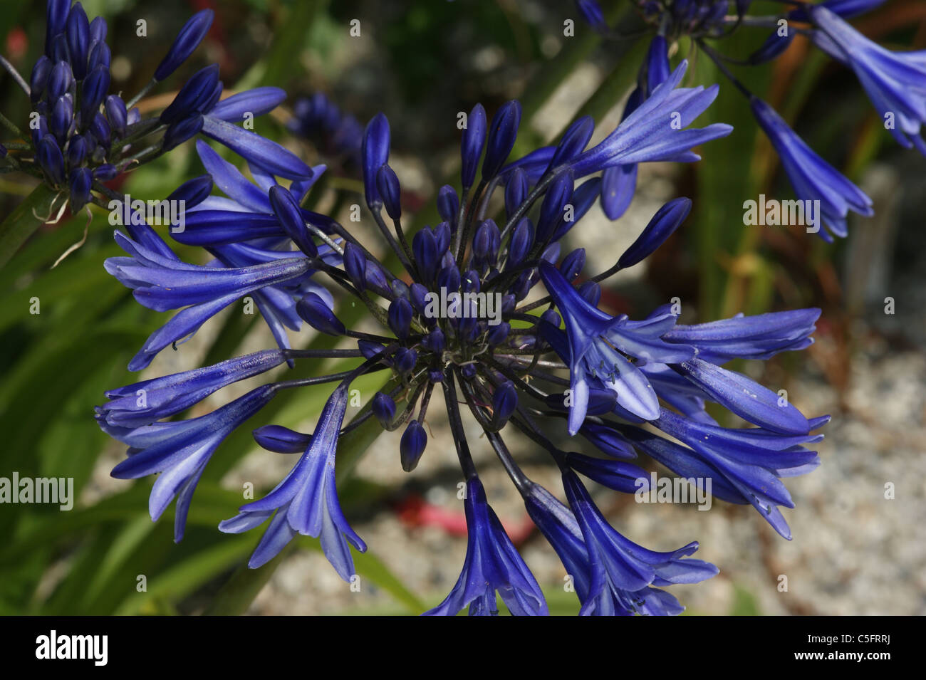 Agapanthus Stock Photo