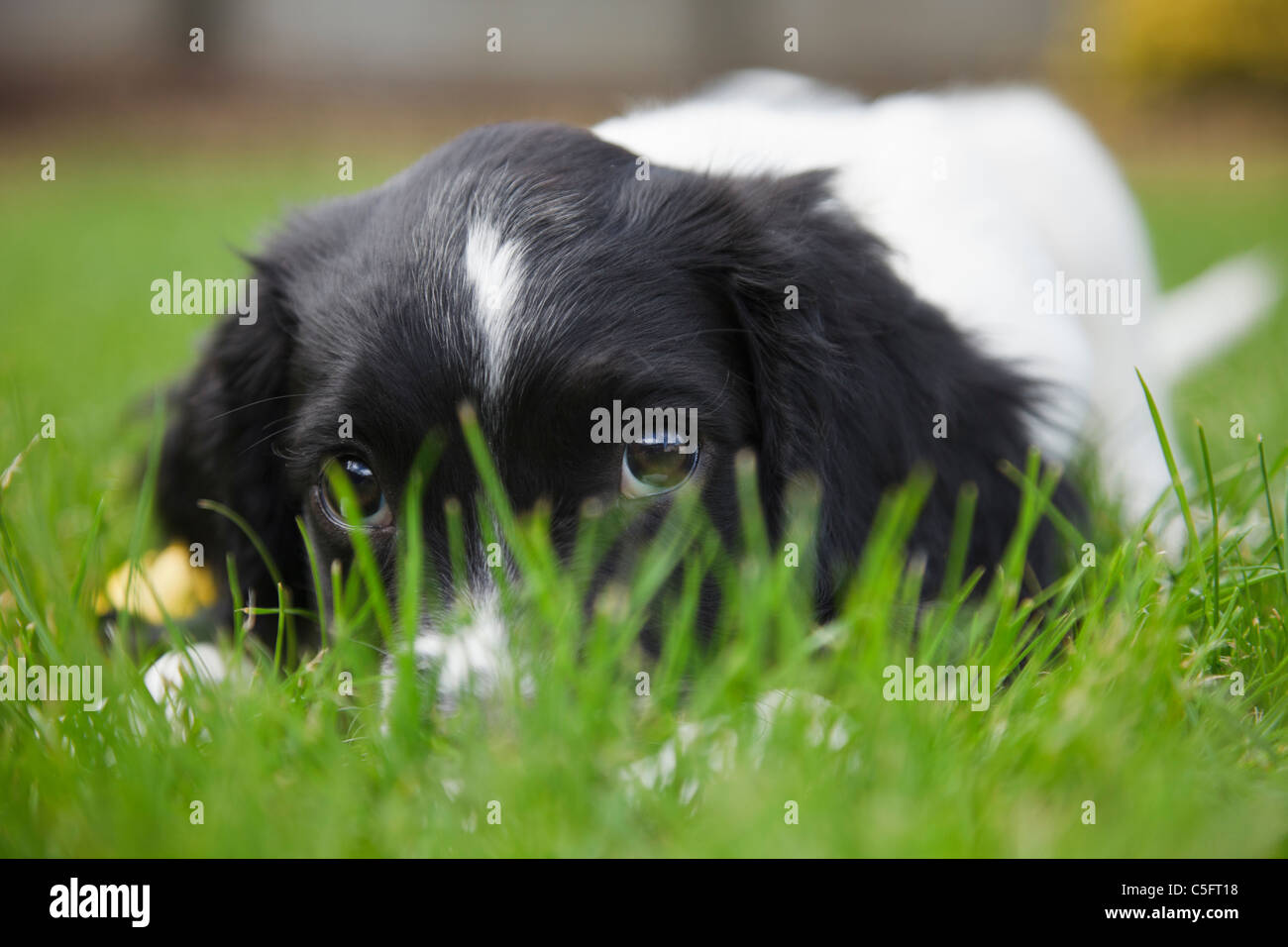 A cute purebred black and white English Springer Spaniel dog with puppy eyes looking through grass lying down on lawn in a garden. England UK Stock Photo