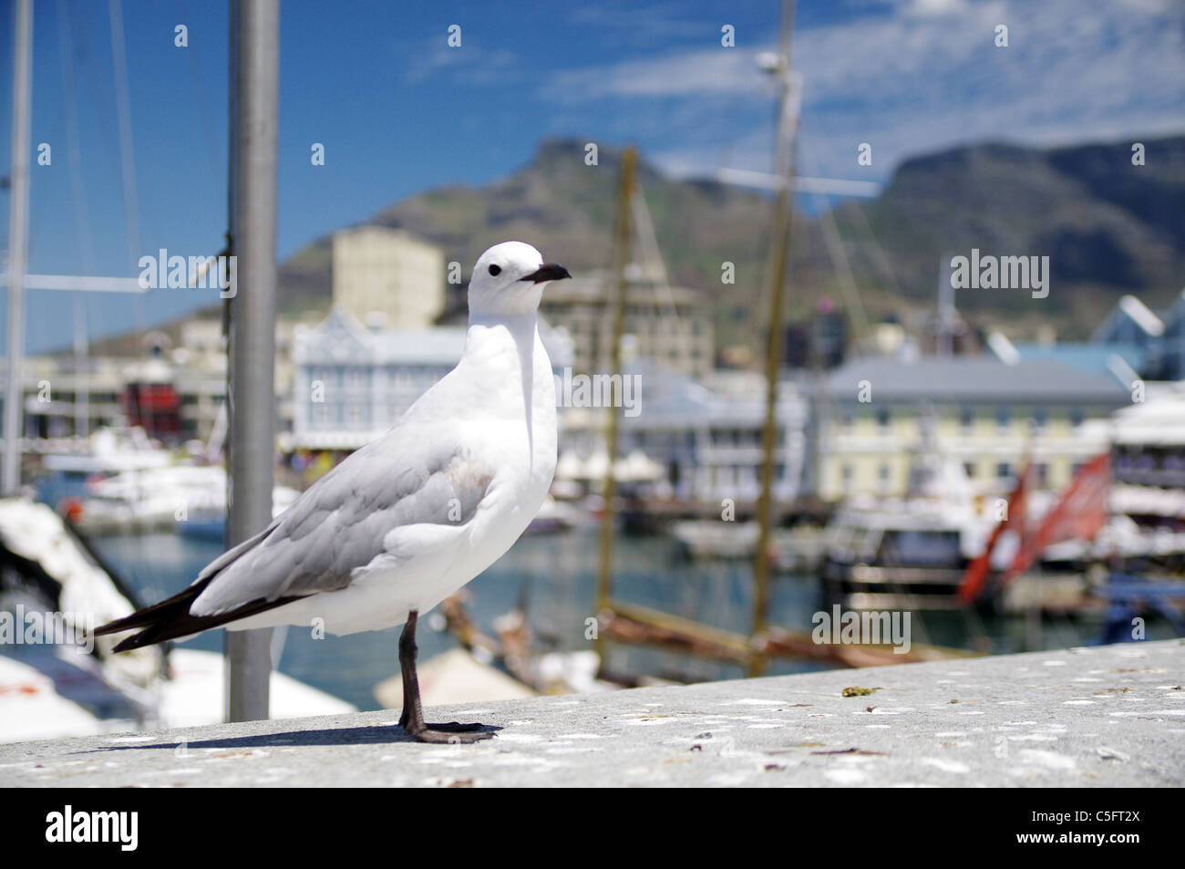 Seagull resting at Victoria & Alfred Waterfront, Cape Town Stock Photo