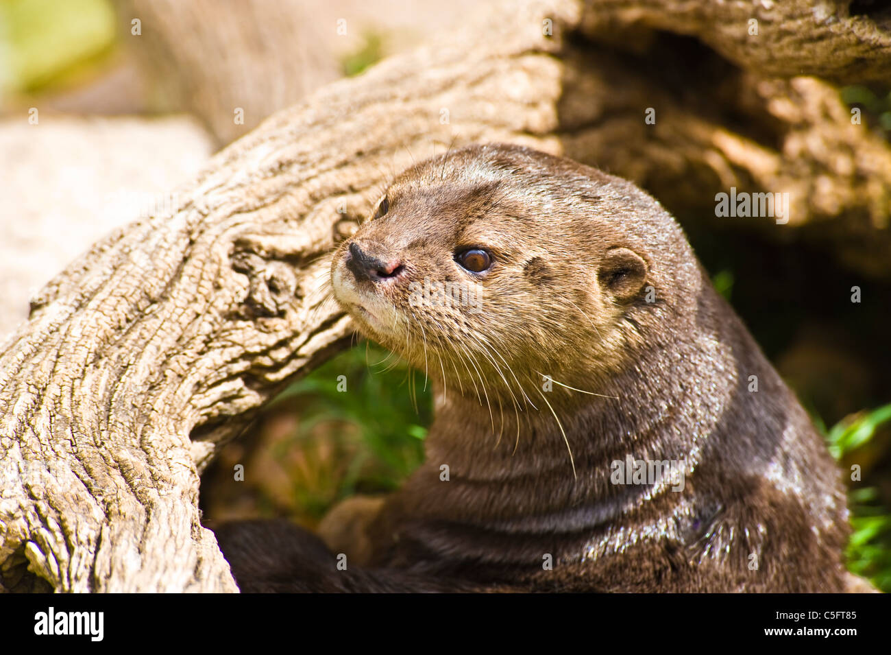 The North American river otter (Lontra canadensis), also known as the northern river otter or the common otter, is a semiaquatic Stock Photo