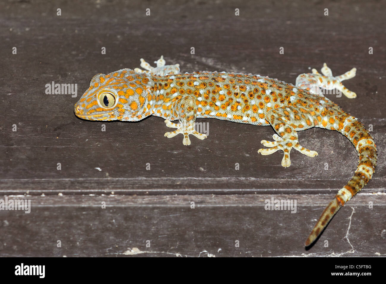tropical tokay gecko under house roof at night, thailand Stock Photo - Alamy