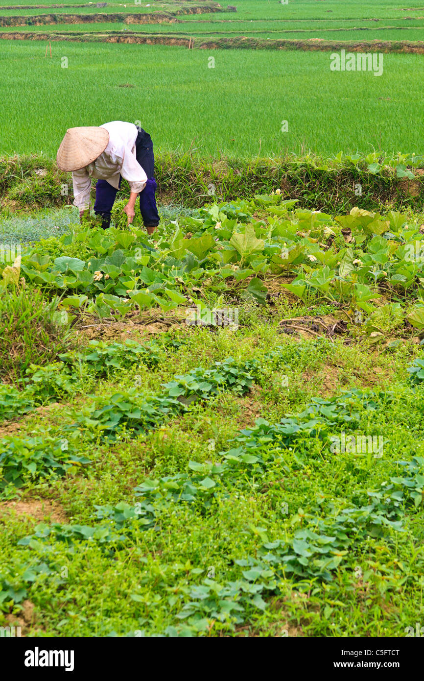 Woman in traditional Vietnamese cone hat tends to vegetable garden outside Yen Village, 37 km north of Hanoi, northern Vietnam. Stock Photo