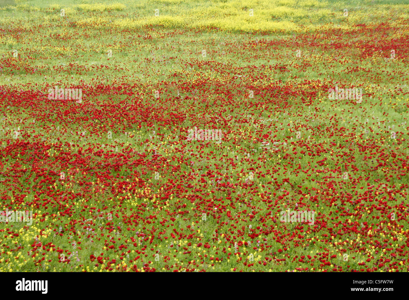 Wildflowers in turkey hires stock photography and images Alamy