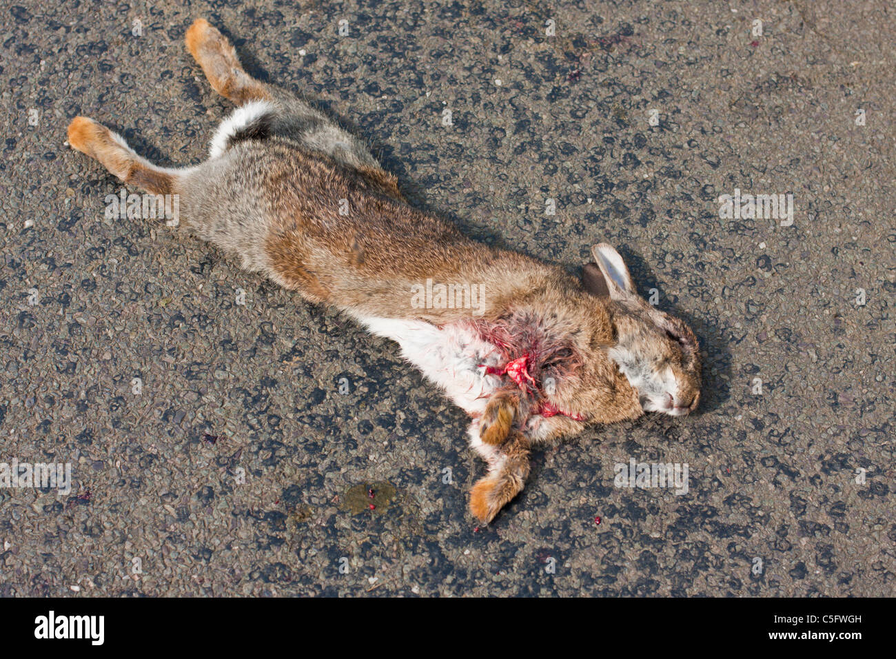 Rabbit road