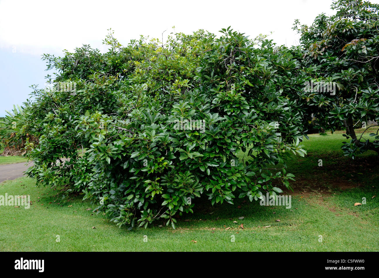 Avocado Tree Kona Hawaii Pacific Ocean Noni Stock Photo Alamy